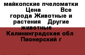  майкопские пчеломатки F-1  › Цена ­ 800 - Все города Животные и растения » Другие животные   . Калининградская обл.,Пионерский г.